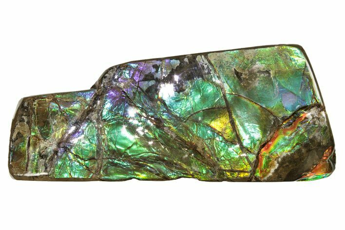 Flashy Ammolite (Fossil Ammonite Shell) - Alberta, Canada #264846